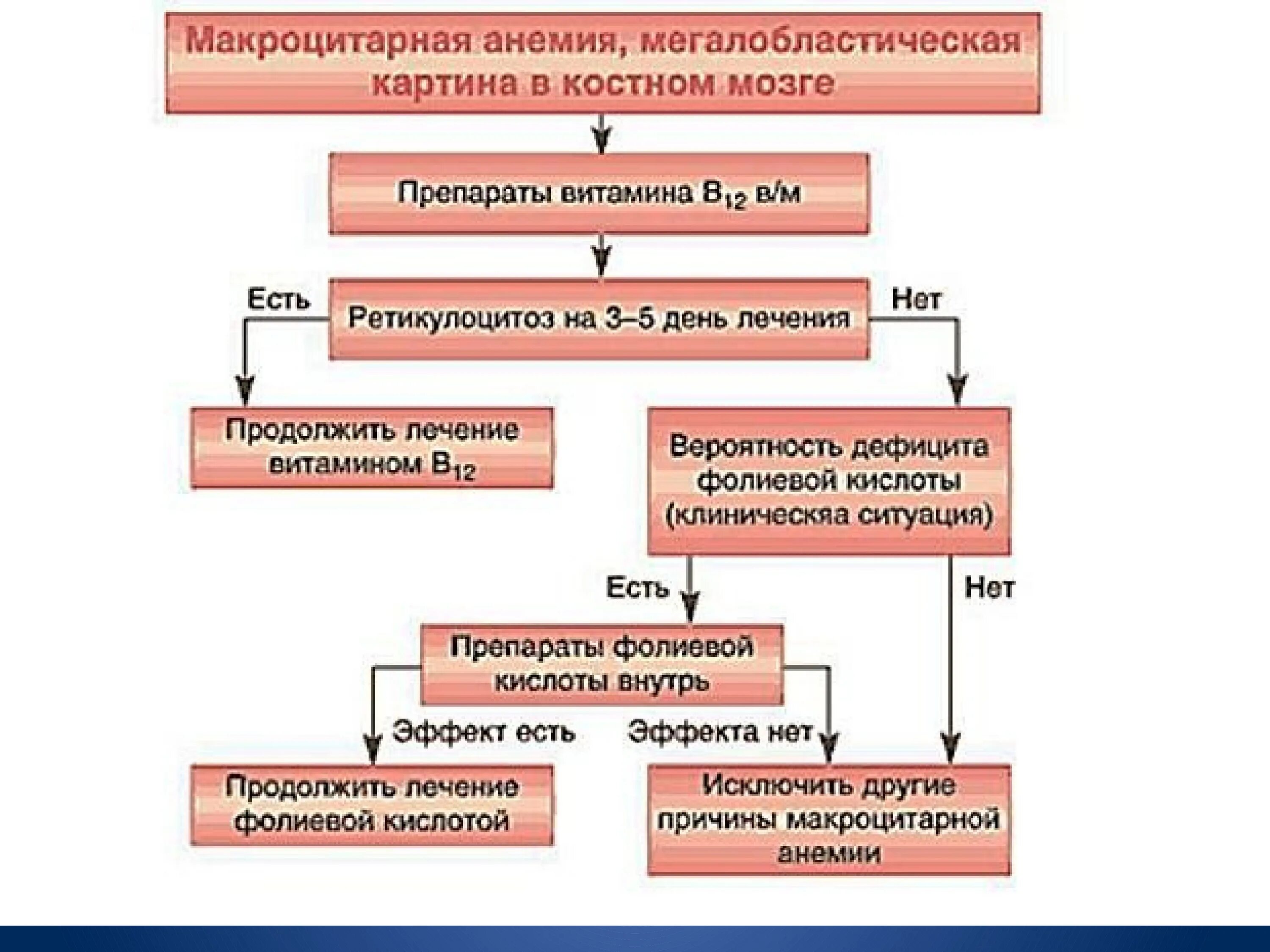 Механизм развития макроцитарной анемии. Схема терапии железодефицитной анемии. Алгоритм диагностики гемолитических анемий. Алгоритм диагностики железодефицитной анемии.