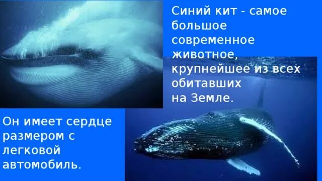 Чтоб быть таким большим как кит хороший нужен аппетит. Размер сердца синего кита. Стих что чтобы быть таким большим как кит хороший нужен аппетит. Где обитает синий кит.