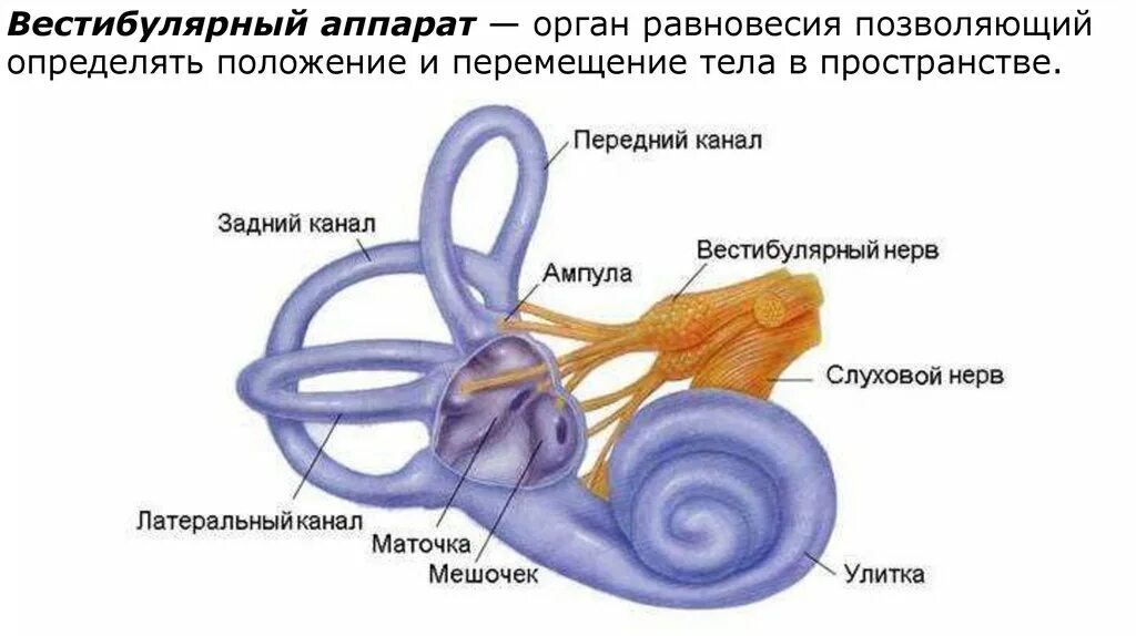 Анатомия вестибулярного анализатора. Внутреннее ухо вестибулярный аппарат строение. Внутреннее ухо маточка и мешочек. Отолитовый аппарат и полукружные каналы. Маточка у мужчин