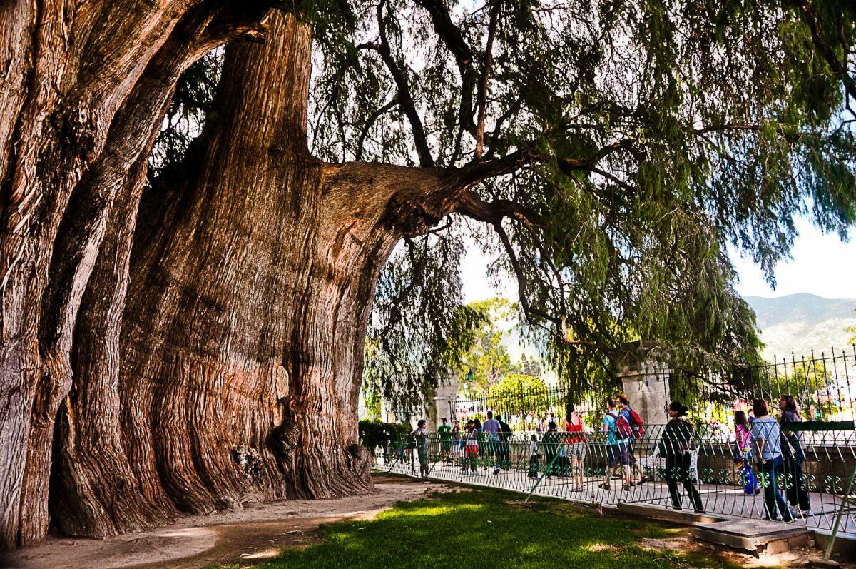 Толстое дерево 6. Дерево арболь дель Туле. Таксодиум мексиканский дерево Туле. Таксодиум мексиканский (Кипарис). Дерево Арбол де Тул в Мексике.