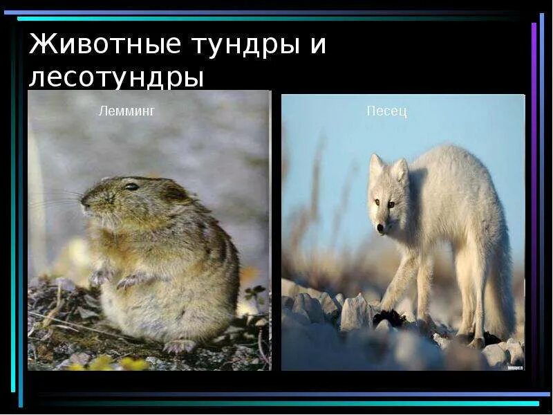 Характеристика лесотундры. Лесотундра растительный и животный мир таблица. Лесотундра описание природной зоны. Лесотундра растительный и животный мир таблица. Лесотундра растительный и животный мир таблица.