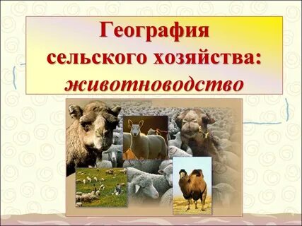Животноводство география основных отраслей