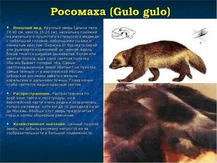 Росомаха описание