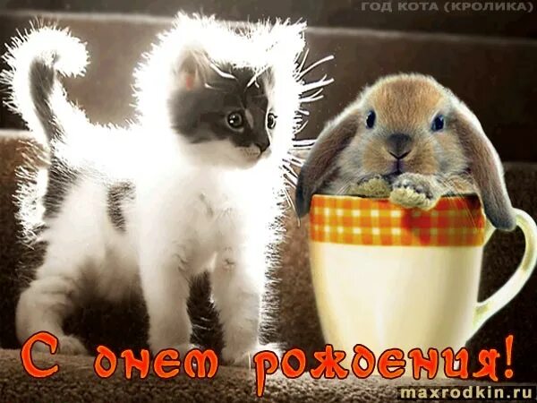 Рожденный год кота. С днем рождения кролик. Кролик поздравляет с днем рождения. С днём рождения кролик и котик. Открытка с днём рождения с кроликом.