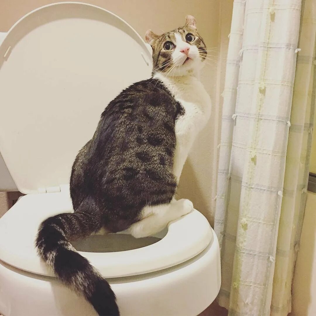Как приучить кота кошку
