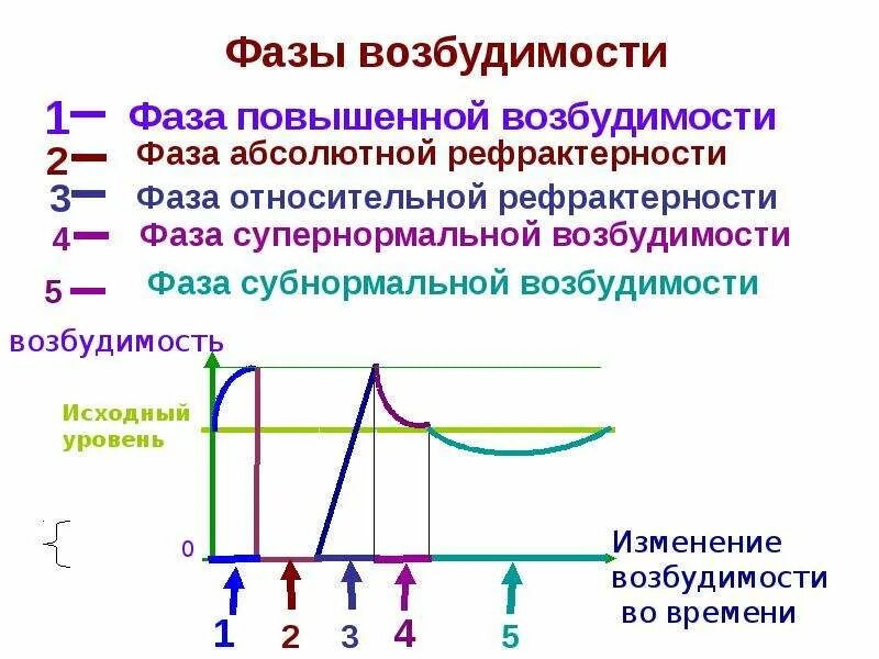 Фазы потенциала действия фаза изменения возбудимости. Фазы одиночного цикла возбуждения. Фазы изменения возбудимости при возбуждении. Фазовые изменения возбудимости при возбуждении.