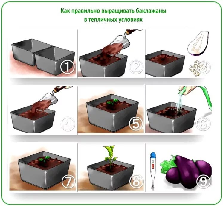 Правильная посадка баклажан. Схема посадки семян на рассаду. Контейнер для рассады. Схема посадки рассады баклажанов. Емкости для рассады баклажанов.