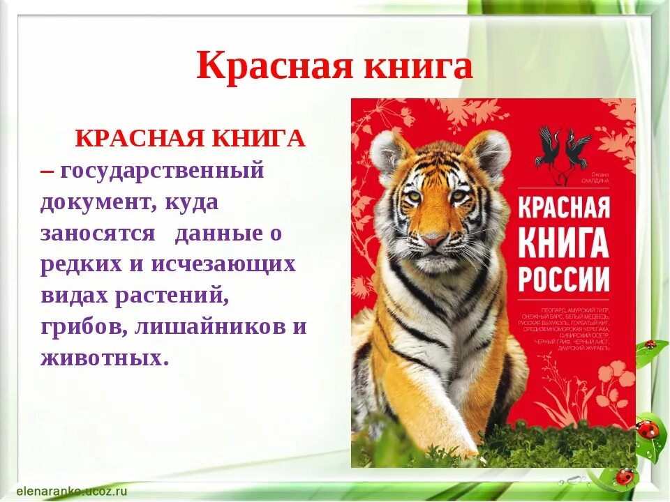 Быть занесена в красную книгу россии. Животных из красной книги. Проект животные из красной книги. Красная книга России. Животные. Животные и растения красной книги.