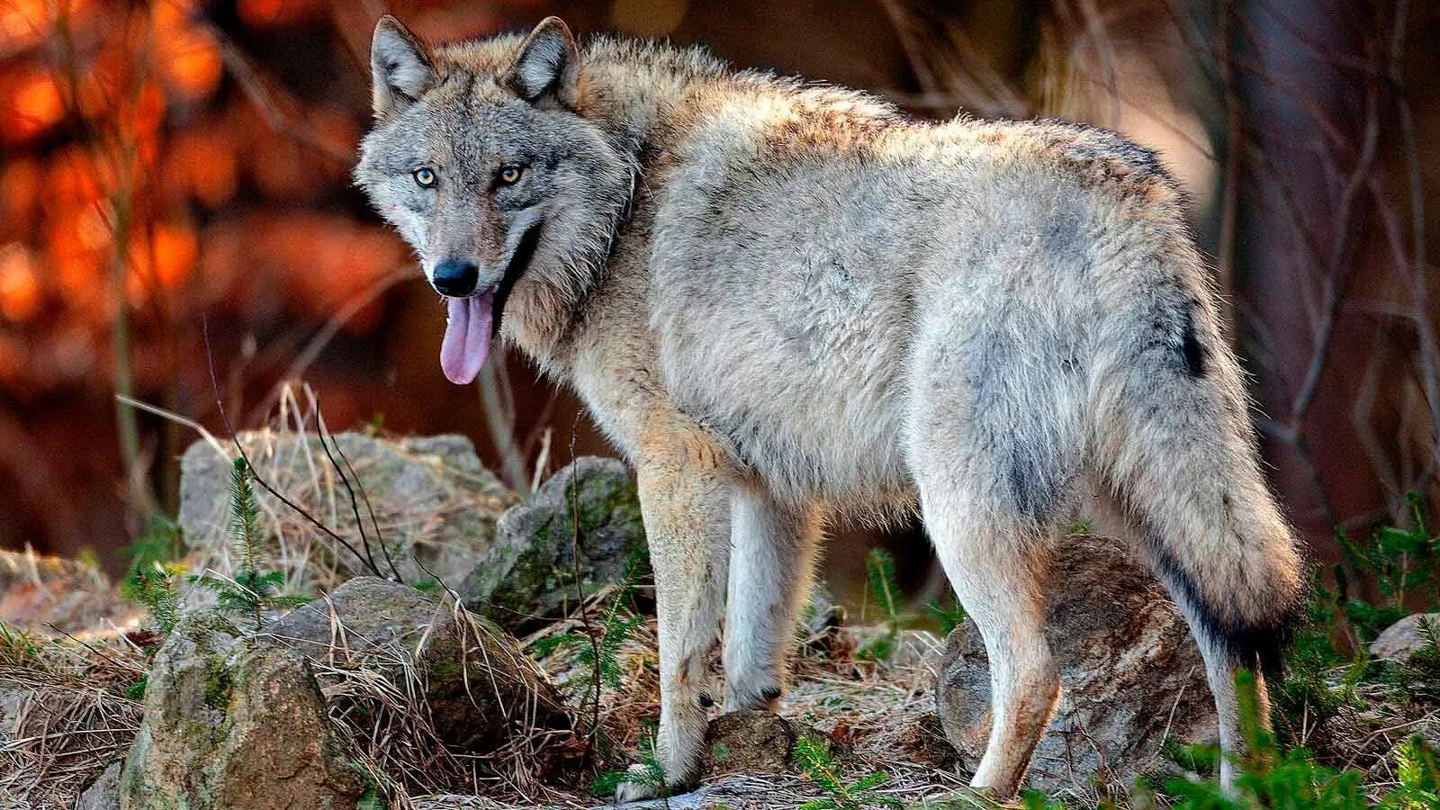 Дикий зверь 8. Волк canis Lupus. Макензенский волк. Среднерусский Лесной волк. Волк серый обыкновенный.