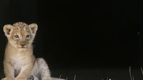 The cub