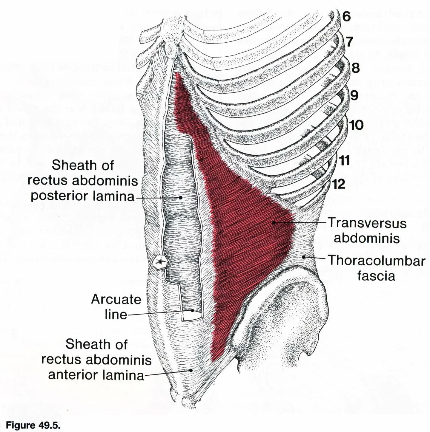 Поперечная мышца живота. Transversus abdominis мышца. Поперечная мышца живота (m. transversus abdominis). Rectus abdominis прикрепление. M transversus abdominis начало.