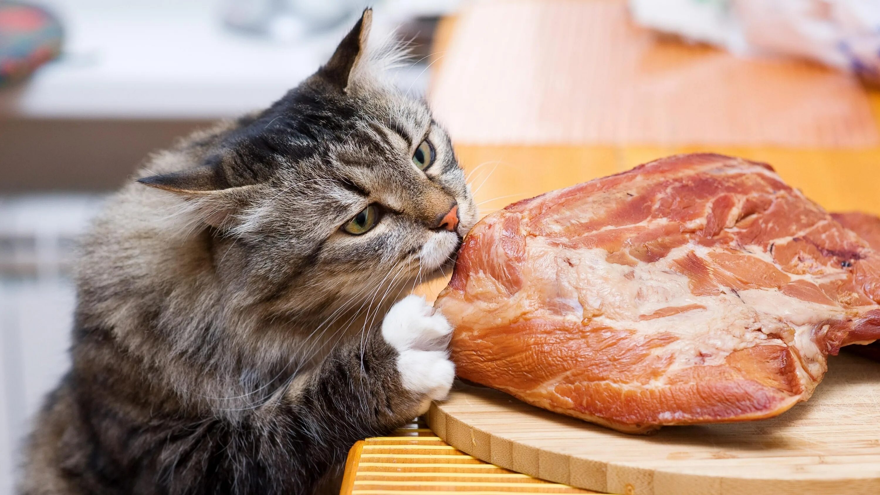 Кошачья еда. Кот ворует еду. Кот кушает. His cat likes