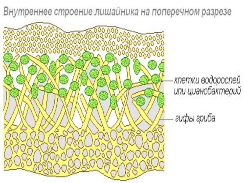 Строение лишайника рисунок. Макет внутреннего строения лишайника. Схема внутреннего строения лишайника. Внутренне строение лишайника.