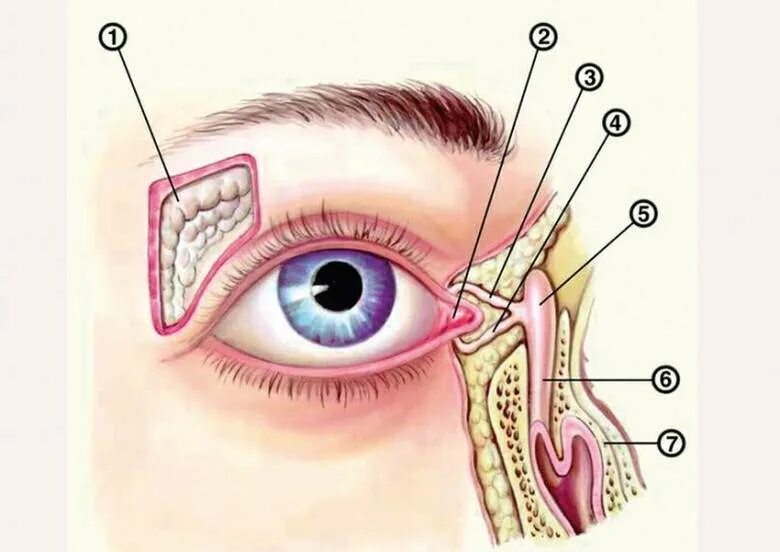 Лечение слезотечения глаз у взрослых. Строение глаза слезный мешочек. Строение глаза человека слезный мешок. Строение слезных канальцев. Строение НОСО слезных путей.