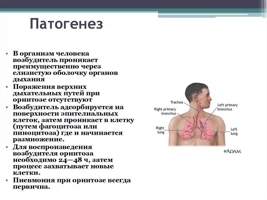 Орнитоз у человека лечение. Орнитоз патогенез. Орнитоз человека патогенез. Патогенез инфекционных болезней человека. Орнитоз этиология.