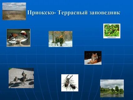 Назови 4 заповедника