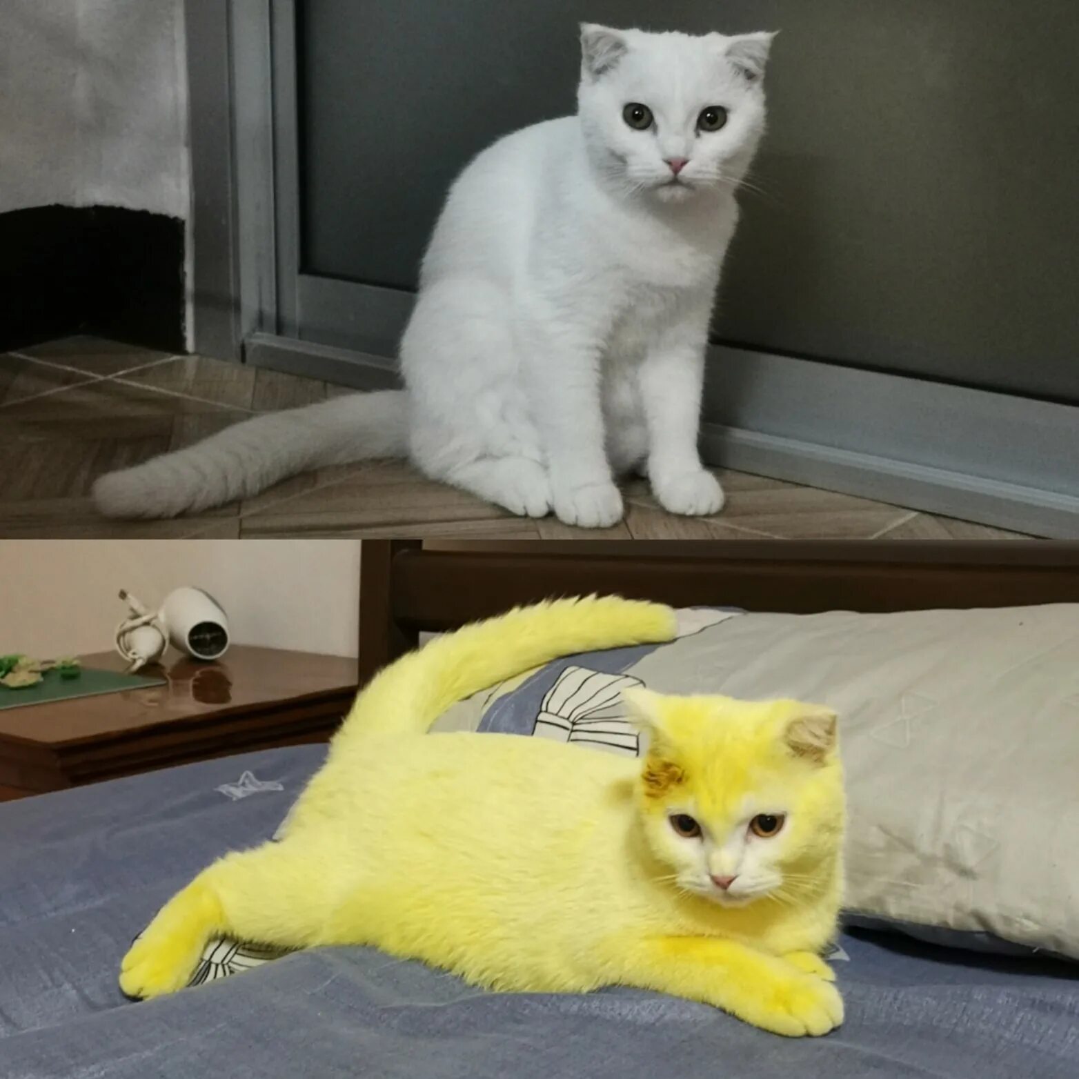 Желтый кот. Желтый котенок. Кошка желтого цвета. Покрашенный кот. Кошечка желтая