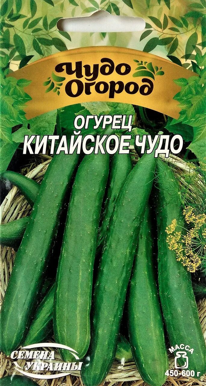 Чудо огурцы отзывы. Китайское чудо огурец. сорт огурцов китайское чудо. семена огурцов китайское чудо. семена огурец китайское чудо.