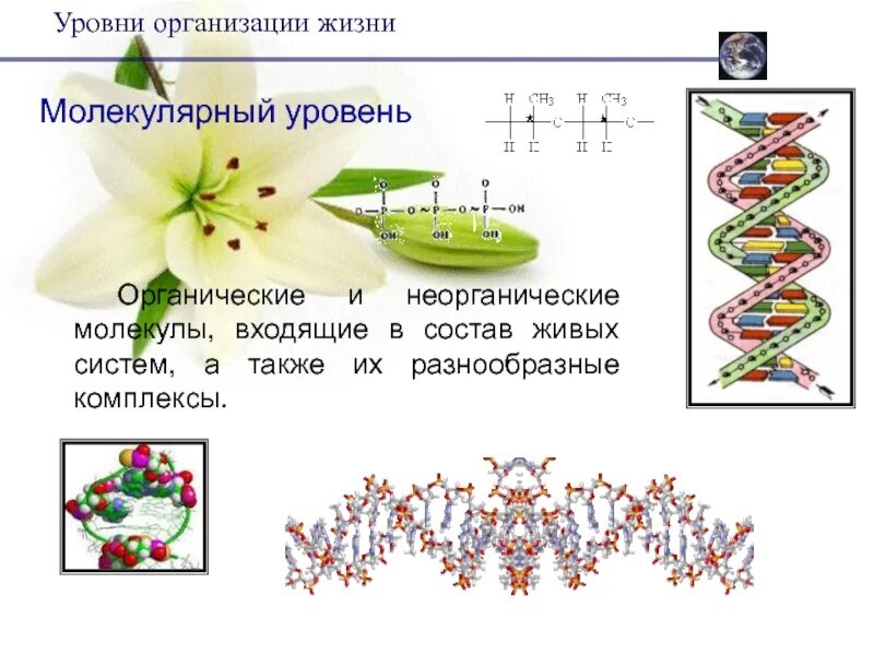 Презентации уровни организации. Молекулярный уровень организации живого. Молекулярный уровень организации жизни. Уровни организации живой природы молекулярно генетический. Молекулярный уровень организации живой природы.