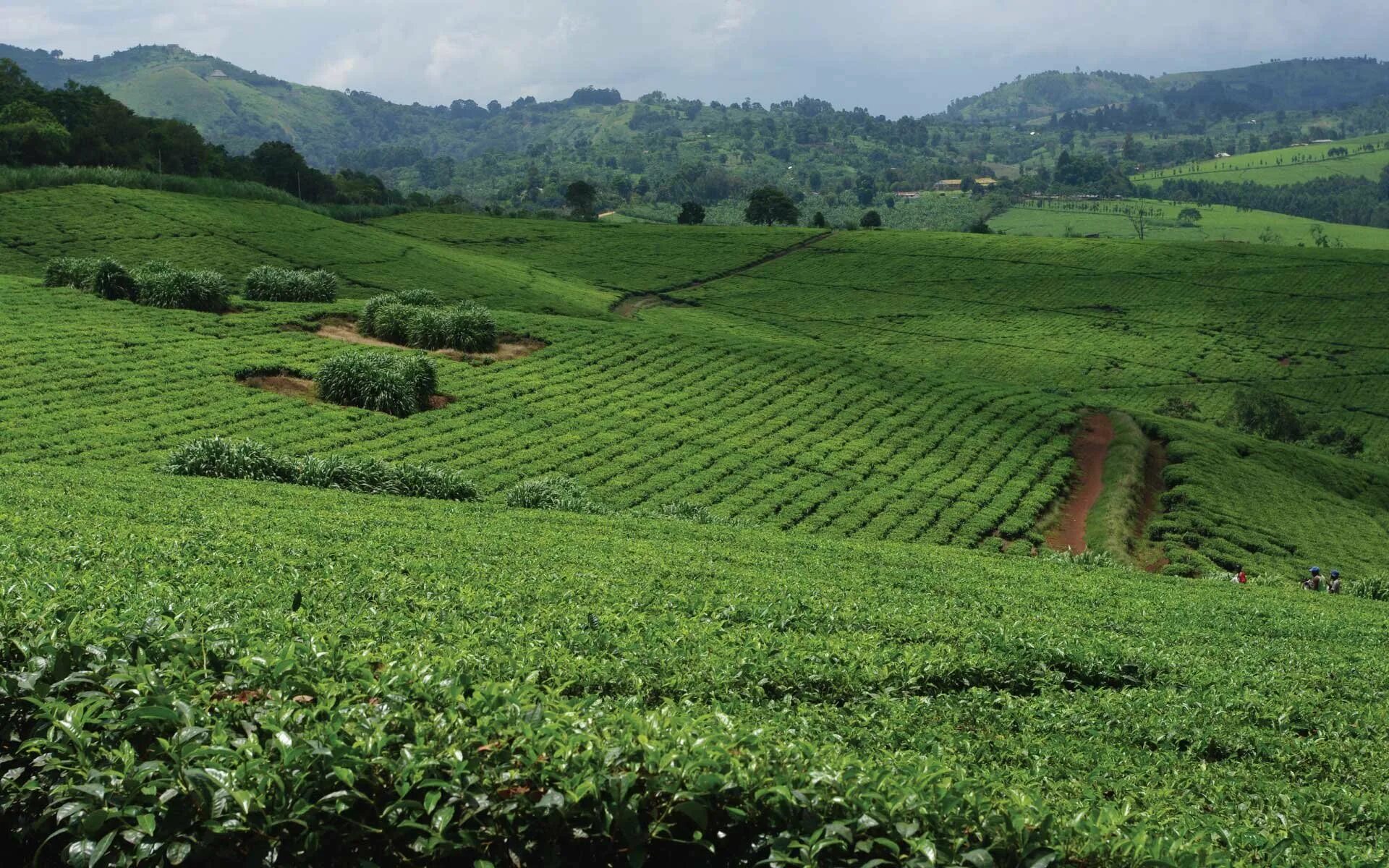 Виды плантаций. Африка чайные плантации. Кения чайные плантации. Чайные плантация Найроби. Кения плантации чая.