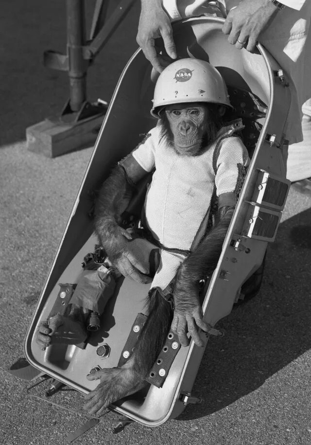 Первое животное космонавт. Хэм первый шимпанзе-астронавт. Хэм обезьяна космонавт. Первый полет шимпанзе в космос.
