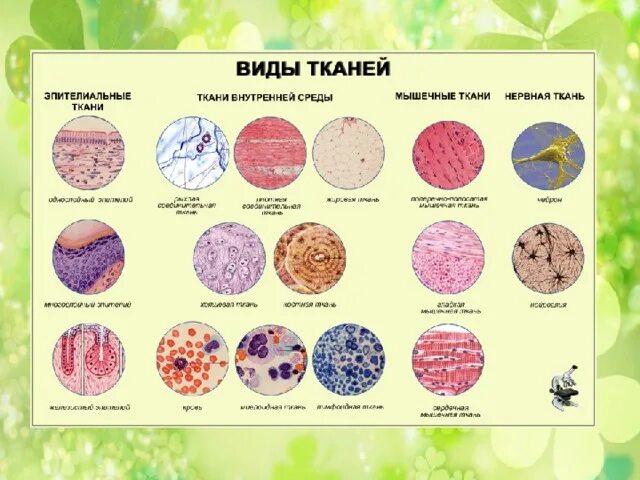 Виды тканей рисунки