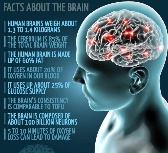 Интересные факты о мозге. Мозг и информация. Interesting facts about Brain. Human capability