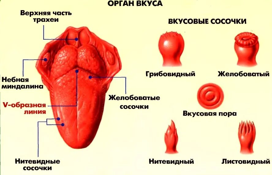 Строение органа вкуса. Вкусовой сосочек. Рецепторы языка анатомия. Язык строение анатомия функции сосочков. Вкусовые рецепторы на языке человека. Язык описание органа