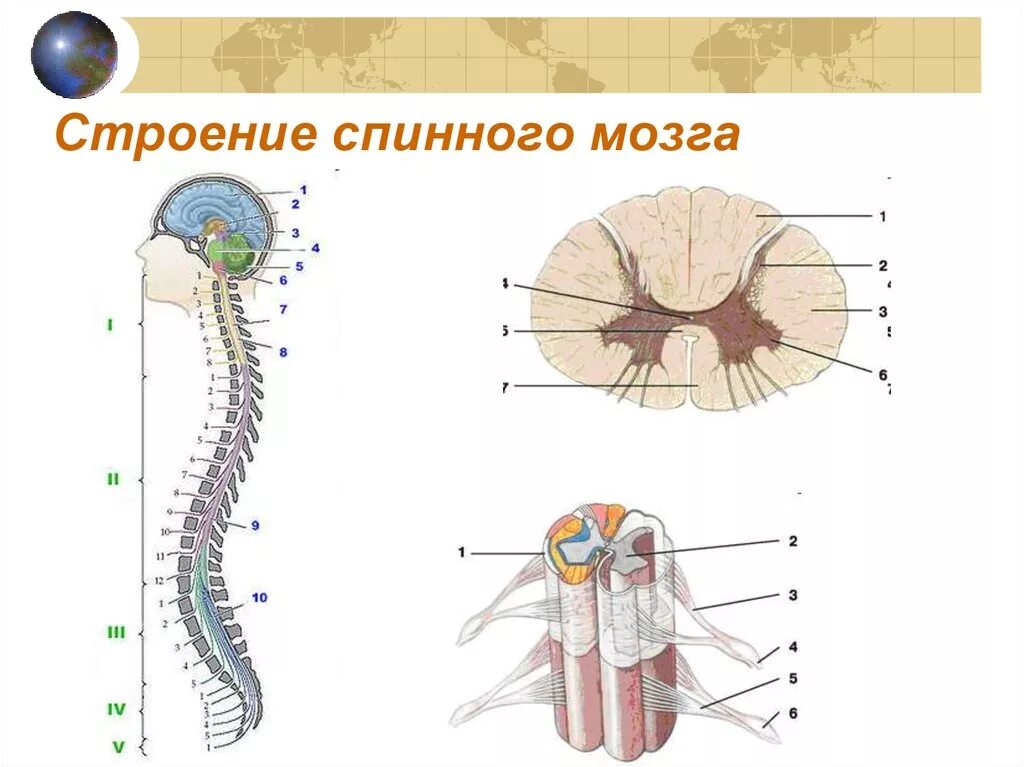 В какую систему органов входит спинной мозг. Строение спинного мозга человека схема анатомия. Строение спинного мозга подписать. Рис 20 строение спинного мозга. Строение спинного мозга 8 класс биология.