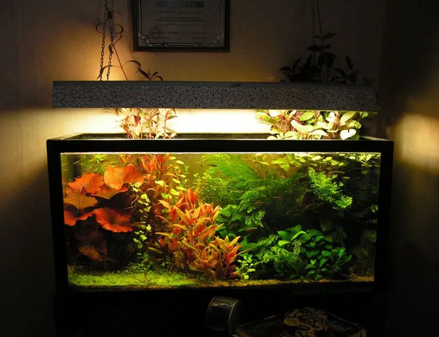 Аквариум травник с золотыми рыбками. Красивая подсветка в аквариум. Красивые аквариумы с растениями. Освещение для аквариума.