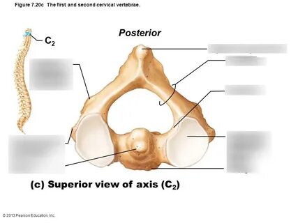 Superior view