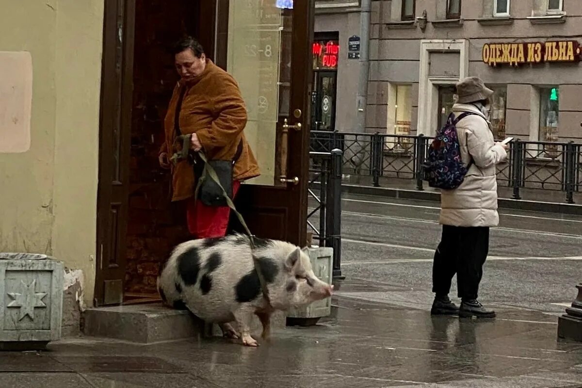 Свинка вышла. Свинья на поводке в Питере.