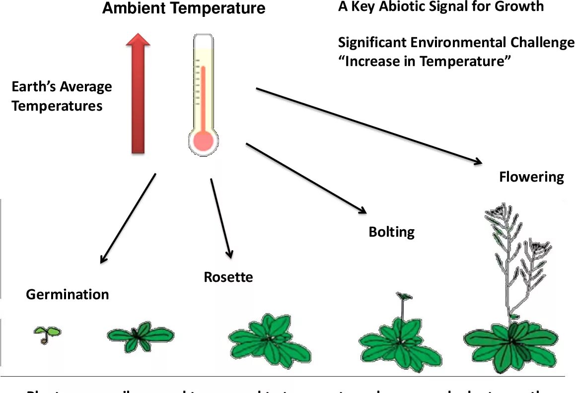 Plants control. Temperature for Plant. Рост растений. Ambient temperature. Adaptation of Plants to Low temperature.