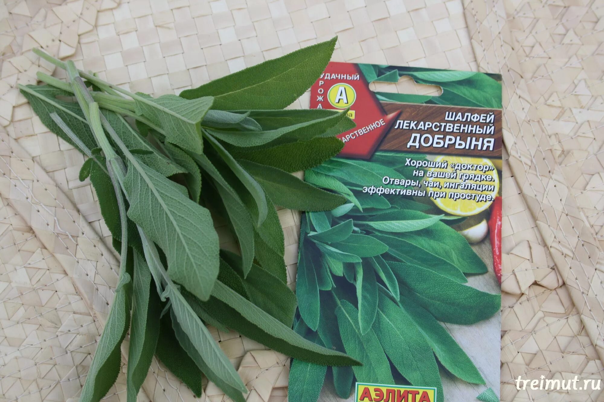 Сбор листьев шалфея. Шалфей лекарственный. шалфей высушенный. сушка шалфея.