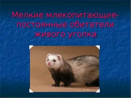 Постоянный обитатель