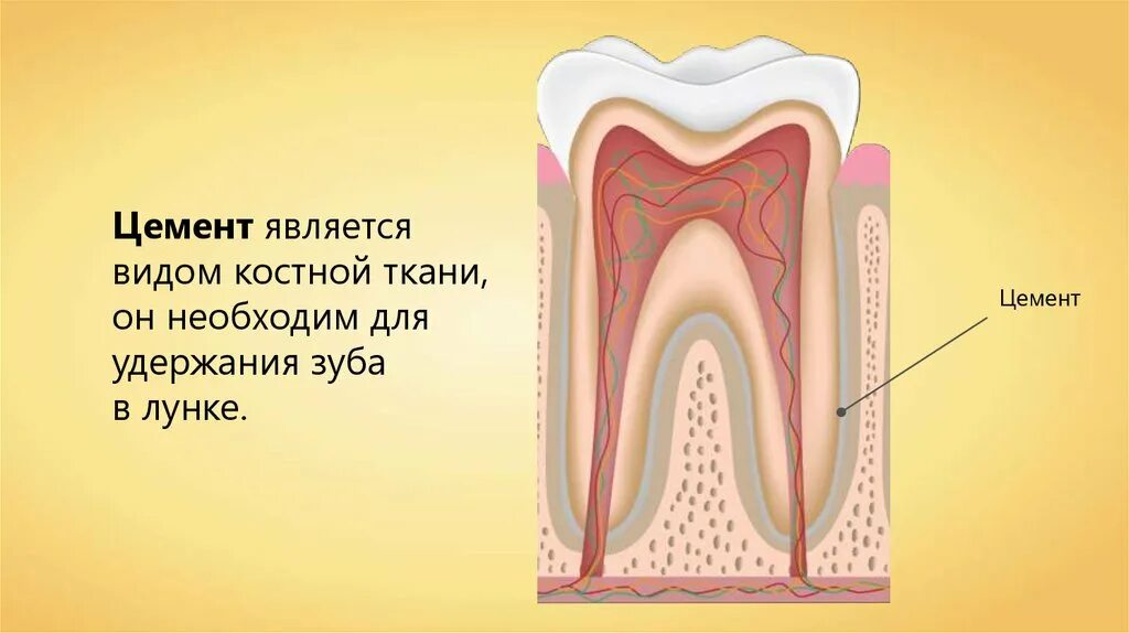 Структура цемента зуба. Цемент зуба анатомия. Строение зуба эмаль дентин. Строение цемента зуба.