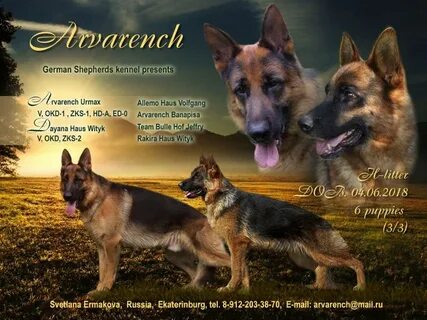 Стихи немецкой овчарки
