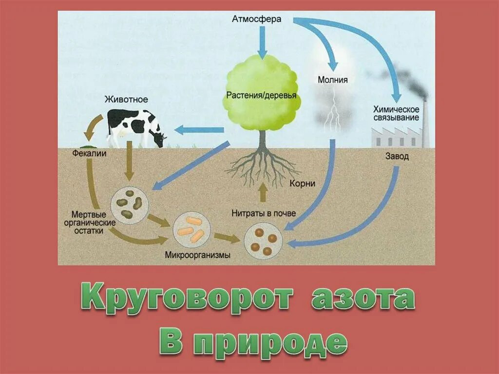 Живые организмы осуществляют круговорот. Схема биологического круговорота веществ. Биогенный круговорот веществ. Атмосферный азот круговорот веществ. Круговорот азота по химии.