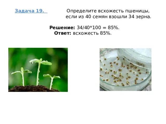 Биология 6 класс прорастание семян вопросы. Всхожесть семян культурных растений. Прорастание семян огурцов биология. Всхожесть семян пшеницы. Определение всхожести семян зерновых.