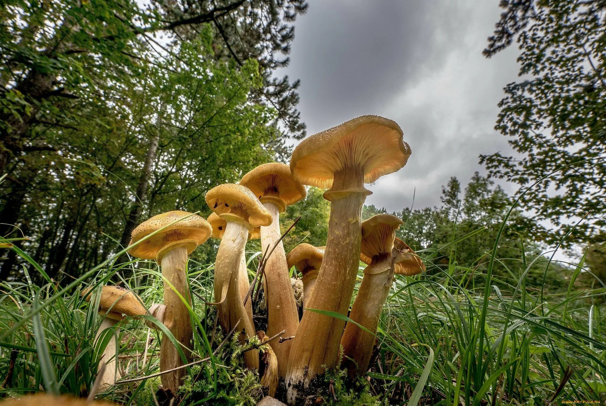 Грибы большими полянами. Опята Вязовики. Медовые грибы Armillaria mellea. Опята грибы. Опенок обыкновенный.