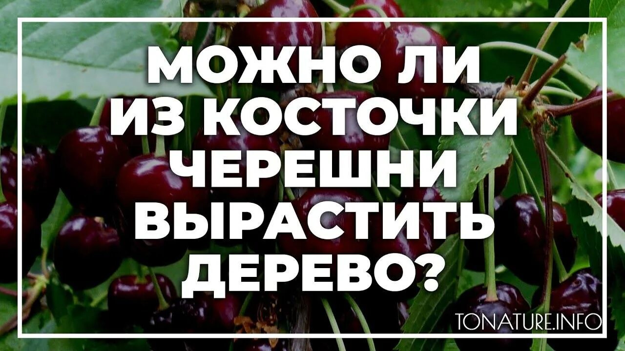 Как вырасти черешню. Прорастить косточку черешни. Косточка черешни вырастить. Вырастить черешню из косточки. Черешня из косточки деревце.