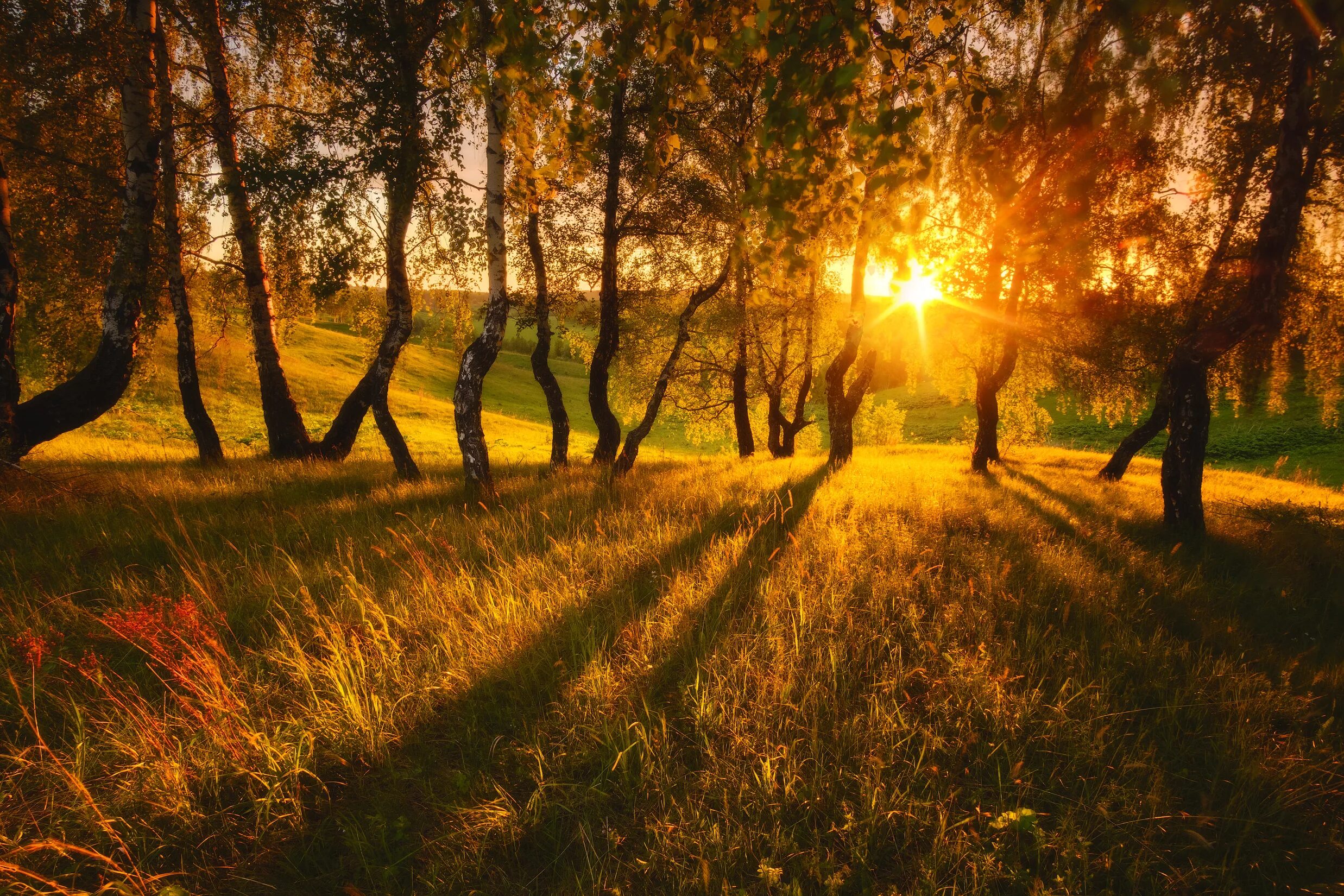 Осенний рассвет. Природа солнце. Закат солнца в лесу. Рассвет солнца.