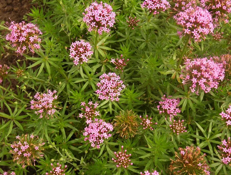 Фуопсис многолетник. Фуопсис многолетник. Фуопсис длинностолбиковый. Фуопсис многолетник. Фуопсис (крестовница).