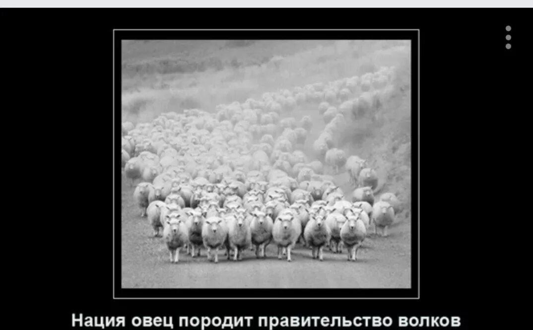 Всю жизнь овца волков. Власть и бараны. Люди как бараны. Стадо.