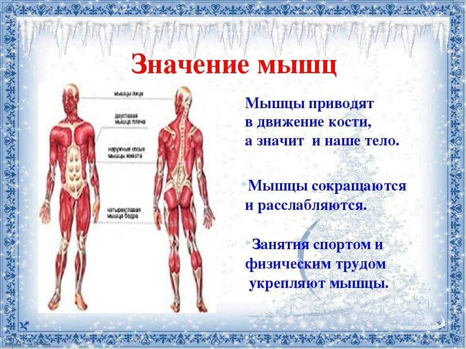 Класс мышцы. Презентация на тему мышцы. Опора тела и движение. Мышцы человека 3 класс. Сообщение на тему мышцы.