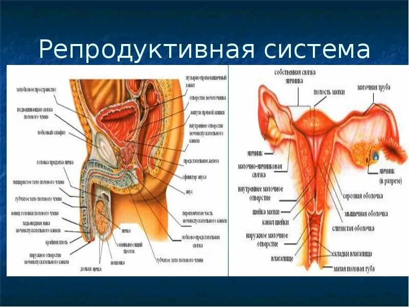 Женская репродуктивная система строение анатомия и физиология. Схема строения репродуктивной системы. Анатомическое строение женской репродуктивной системы. Анатомия и физиология репродуктивной системы женщины.