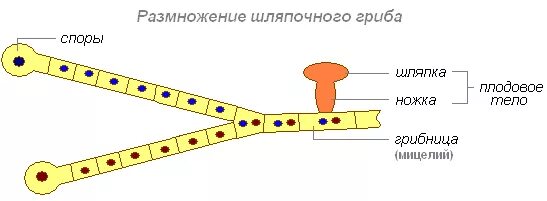 Размножение грибов мицелием. Размножение шляпочных грибов схема. Размножение шляпочного гриба схема. Половое размножение шляпочных грибов. Размножение шляпочных грибов спорами.