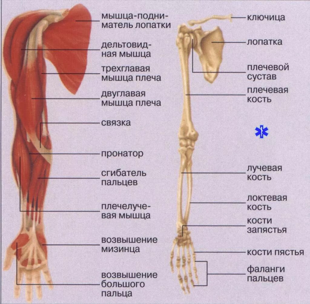 Строение верхних конечностей человека анатомия. Скелет и мышцы верхних конечностей. Мышцы верхней конечности анатомия строение. Скелет верхних конечностей плечо предплечье кисть.