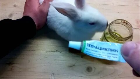 Колем кролика