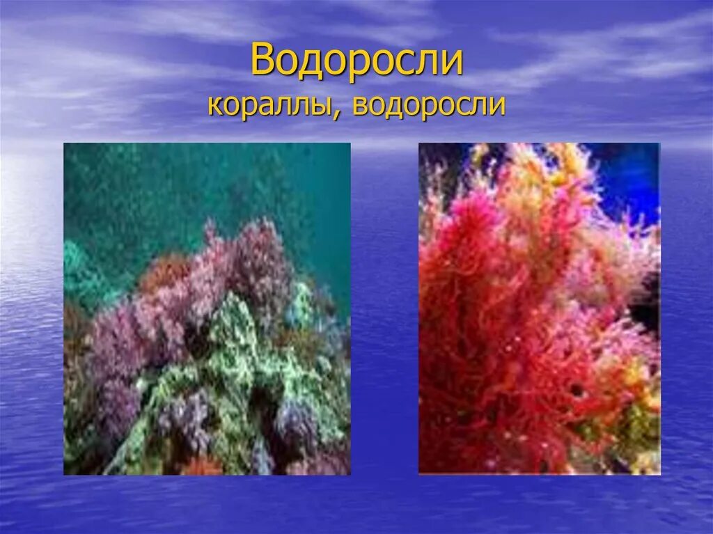 Водоросли эксперименты. Водоросли и кораллы. Название водорослей и кораллов. Кораллоподобные красные водоросли. Кораллы относятся к водорослям.